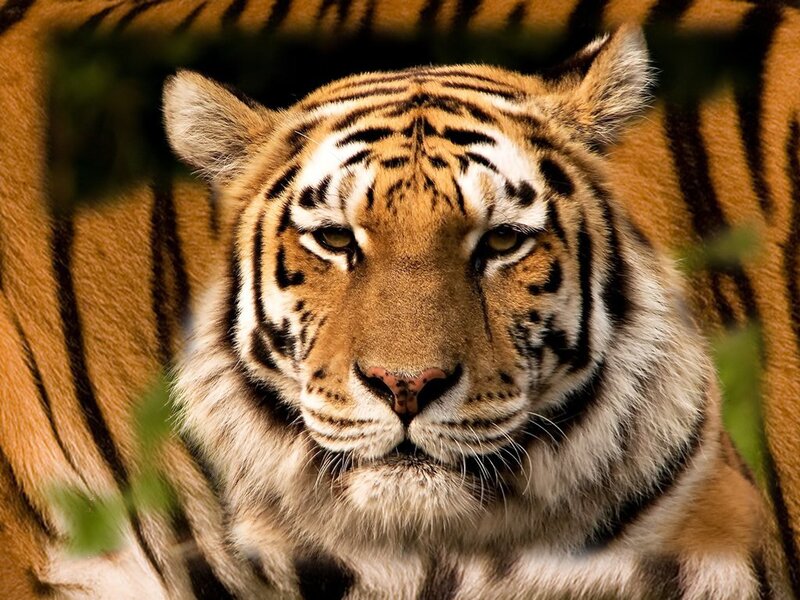 Tiger in Forest — Orange, Intense, Photograph