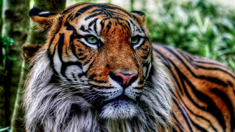 Tiger in Forest — Orange, Intense, Photograph, Tree
