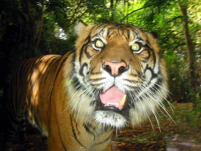 Tiger in Forest — Orange, Intense, Photograph, Trees, Camera Flash