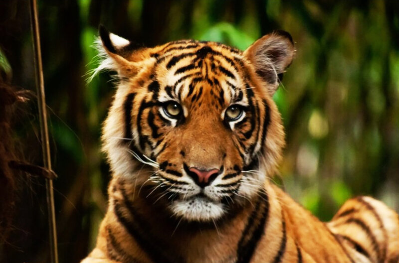 Tiger in Forest — Orange, Intense, Photograph, Trees