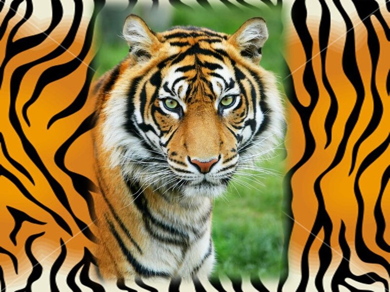 Tiger in Forest — Orange, Intense