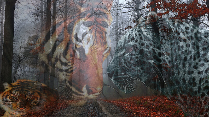 Tiger in Forest — Orange, Mystical