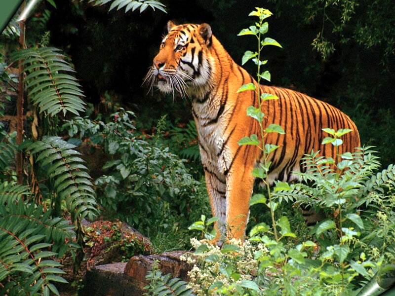 Tiger in Forest — Orange, Natural, Afternoon, Photograph