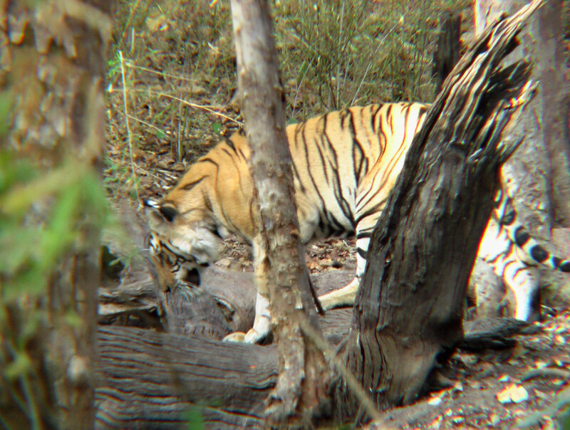 Tiger in Forest — Orange, Natural, Afternoon