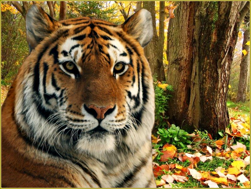 Tiger in Forest — Orange, Natural, Autumn
