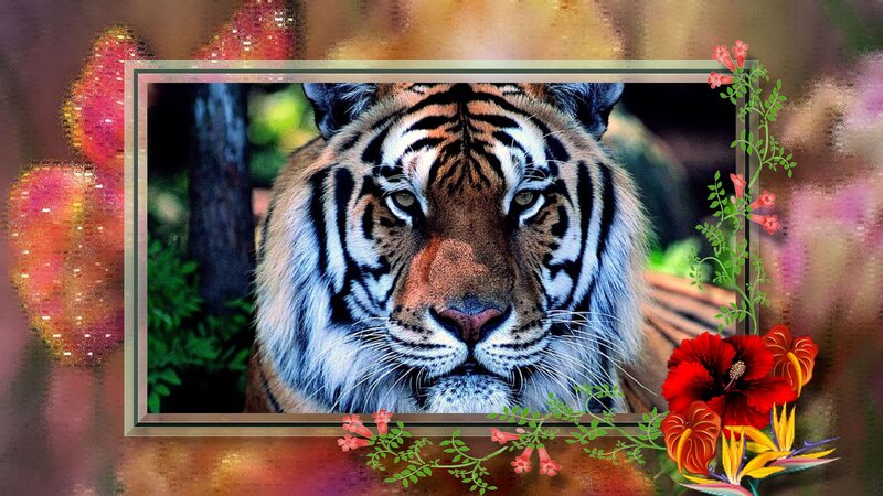 Tiger in Forest — Orange, Natural, Photograph
