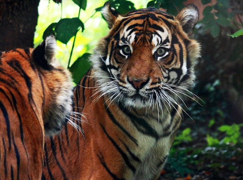 Tiger in Forest — Orange, Natural