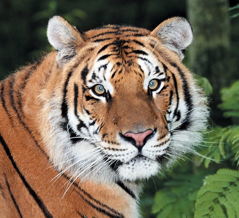 Tiger in Forest — Orange