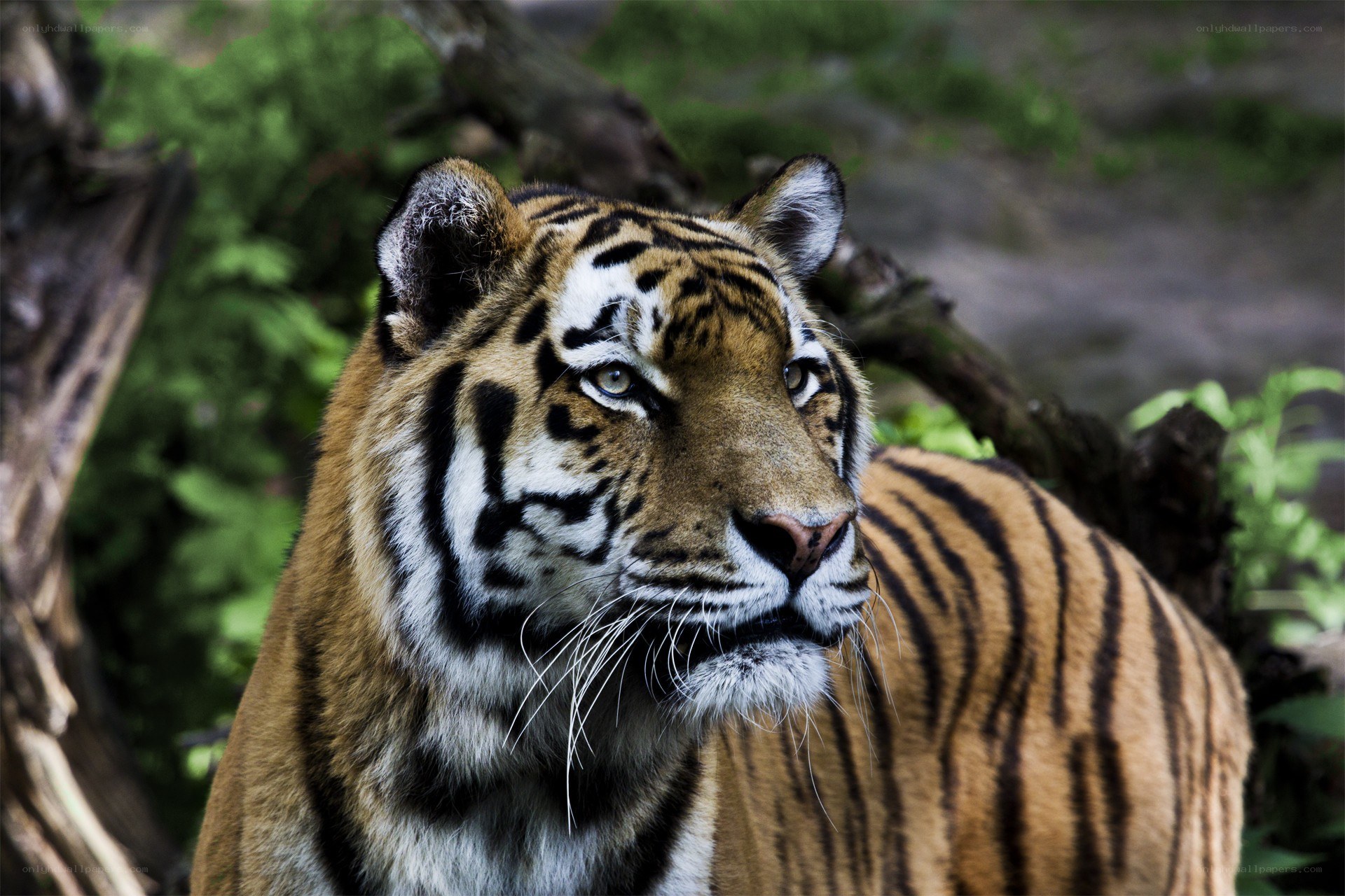 tiger in forest setting