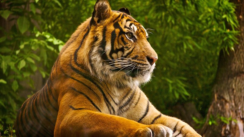 tiger in forest setting