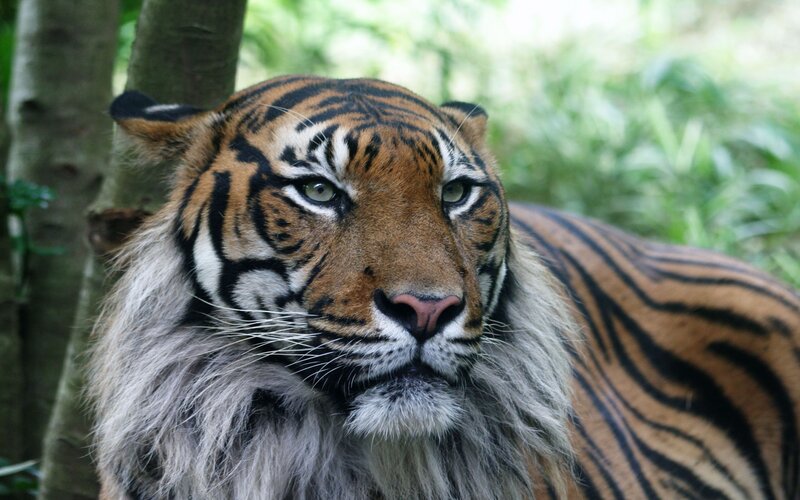 tiger in forest setting