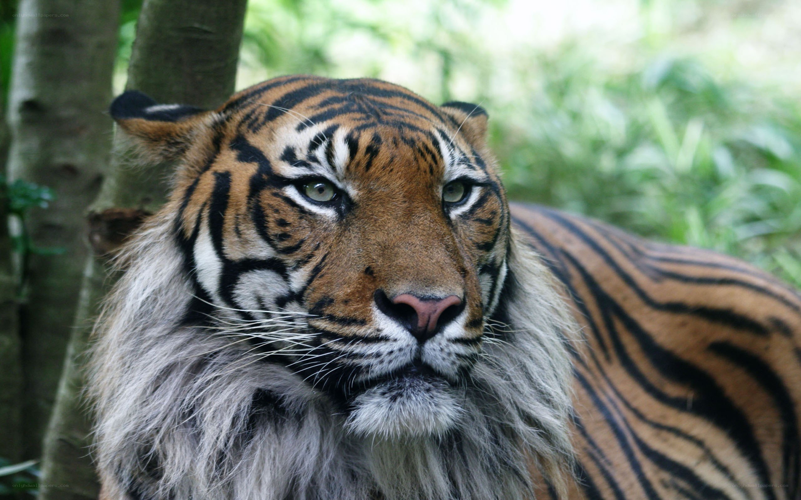 tiger in forest setting