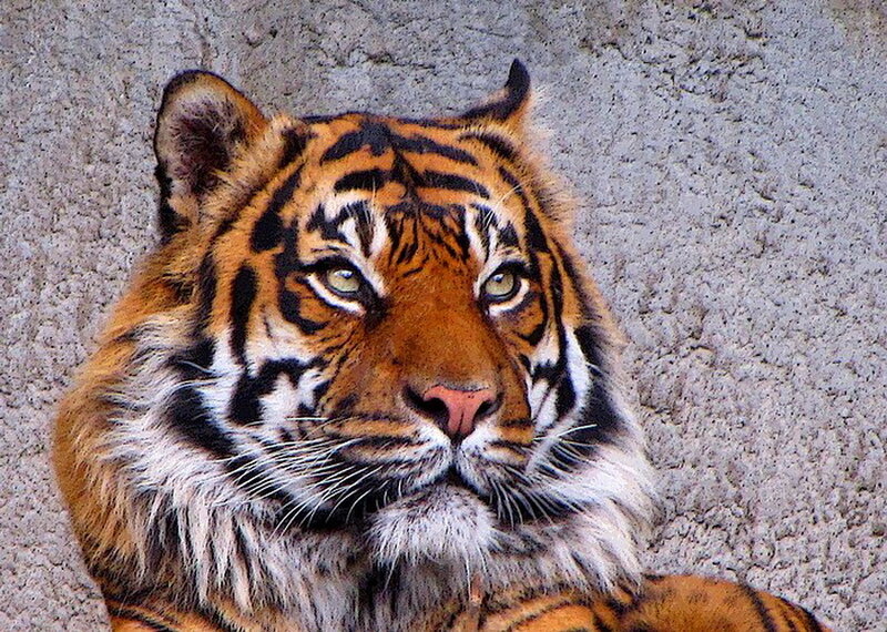 Tiger in Front of Wall