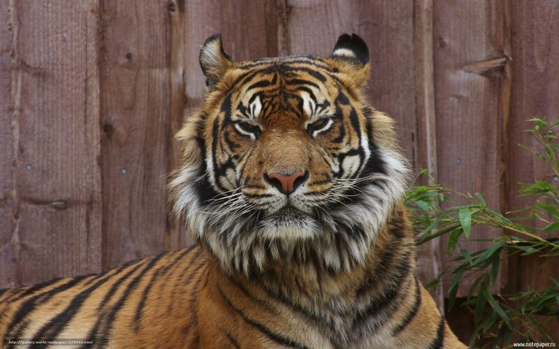 tiger in front of wooden fence