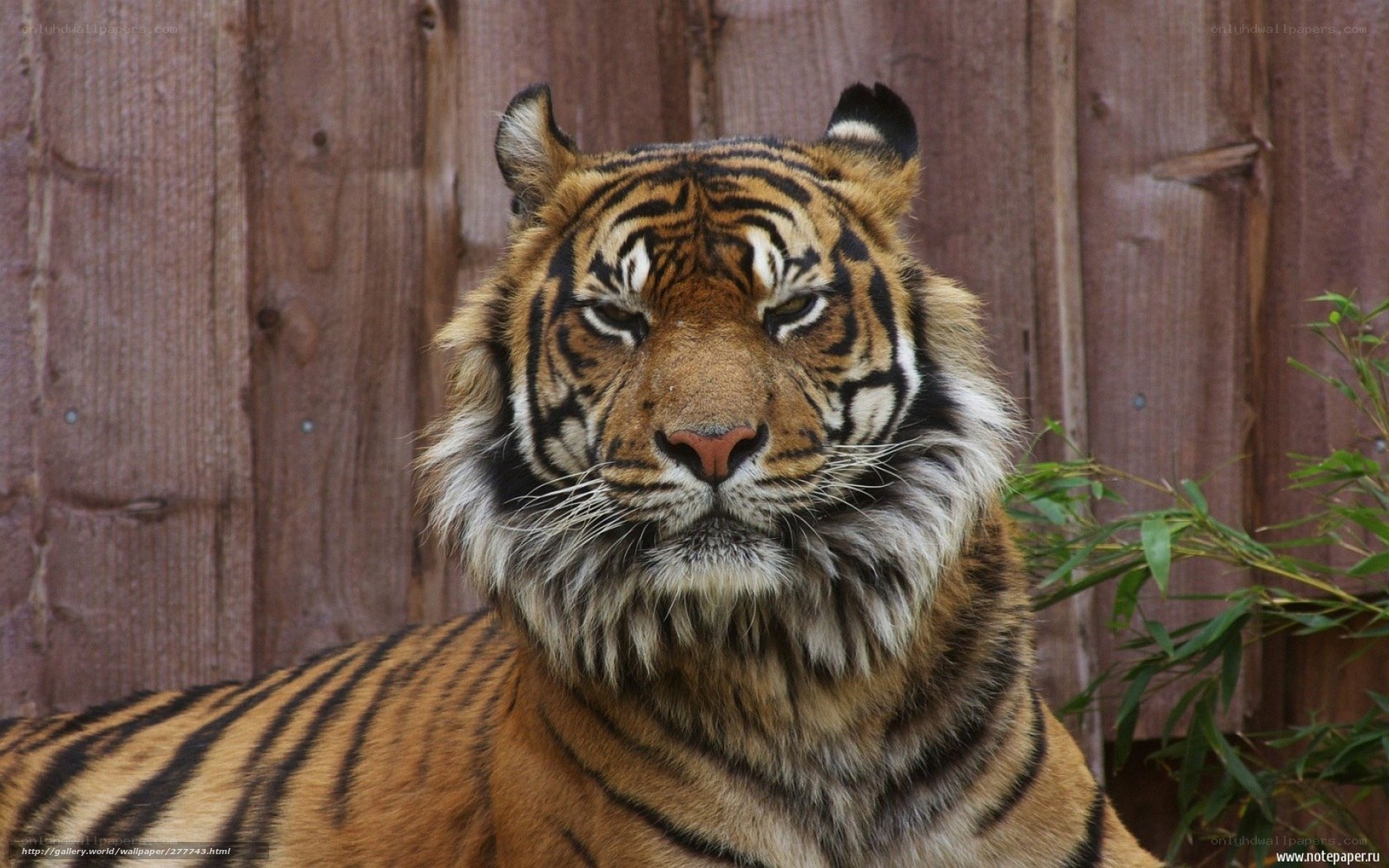 tiger in front of wooden fence