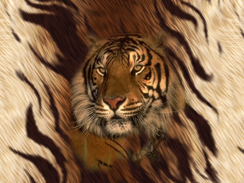 Tiger in Fur Pattern