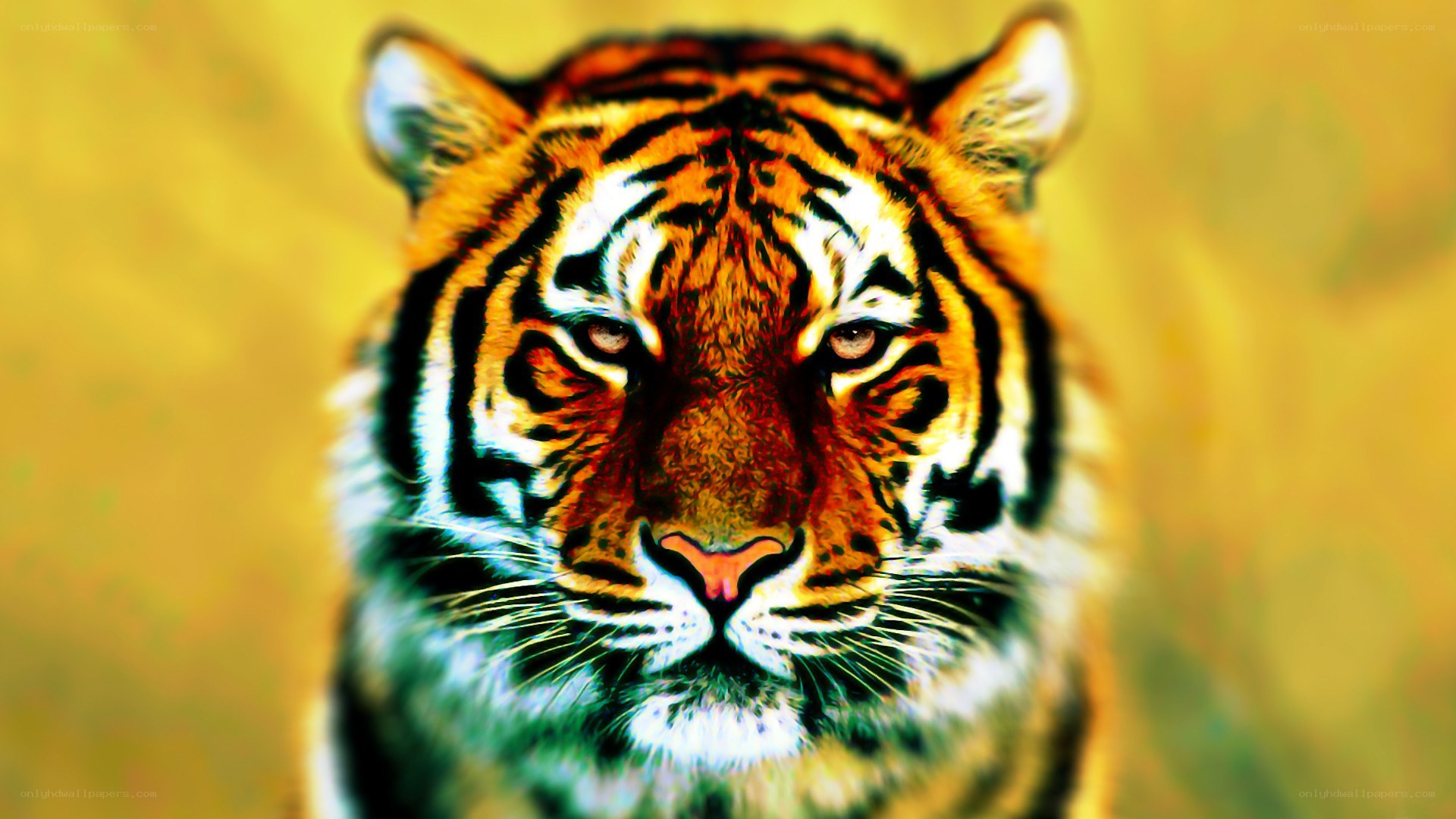 tiger in golden light