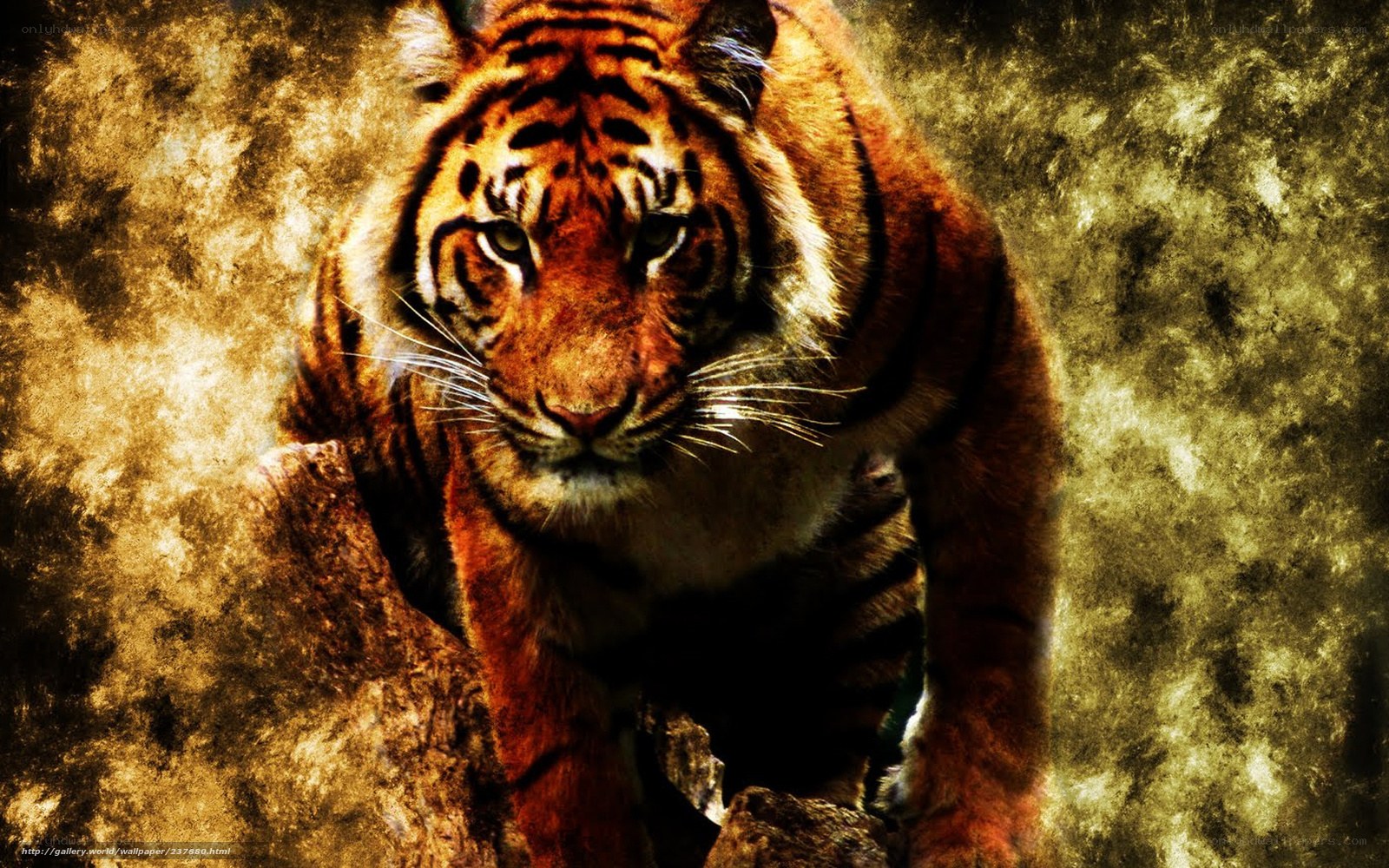 tiger in golden light