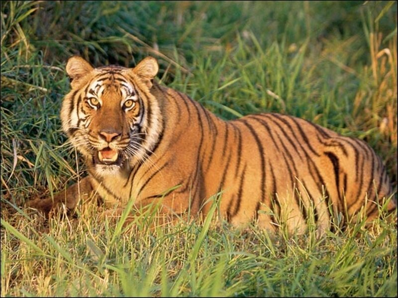 Tiger in Grass — Afternoon
