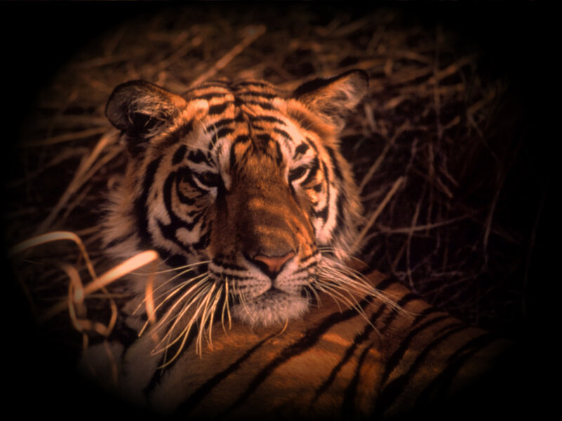 Tiger in Grass — Brown, Dramatic