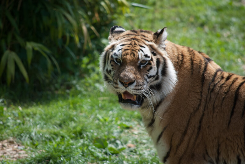 Tiger in Grass — Brown