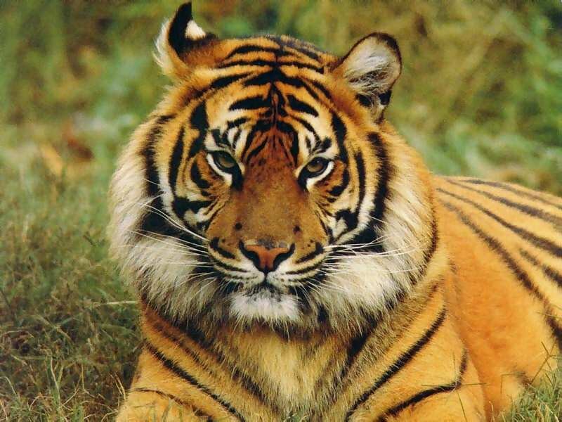 Tiger in Grass — Calm