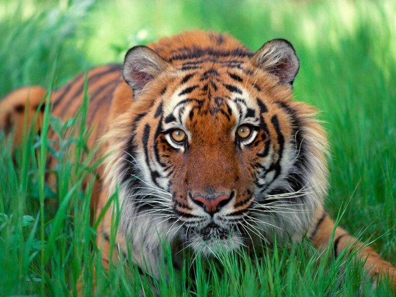Tiger in Grass — Green, Alert, Afternoon, Photograph, Eyes, Stripes