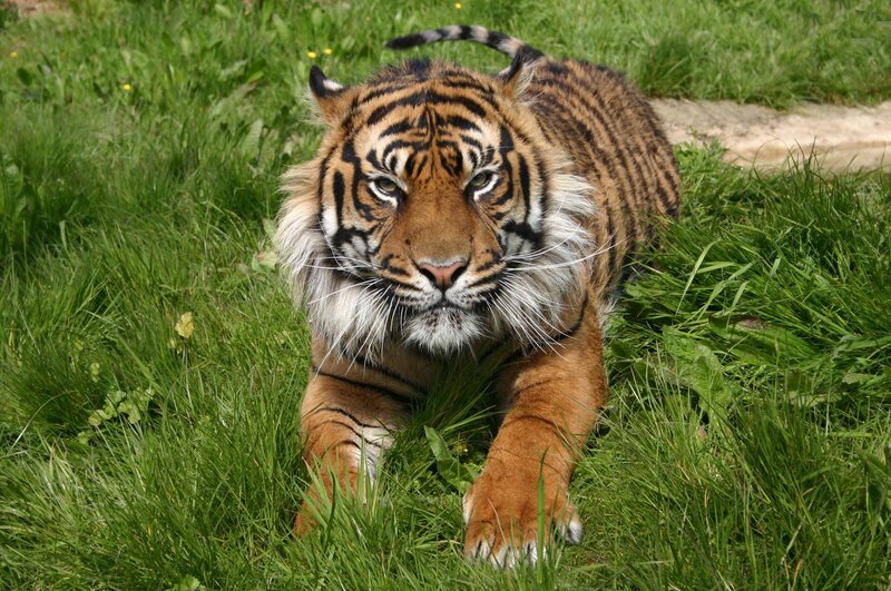 Tiger in Grass — Green, Alert, Afternoon, Photograph, Tail