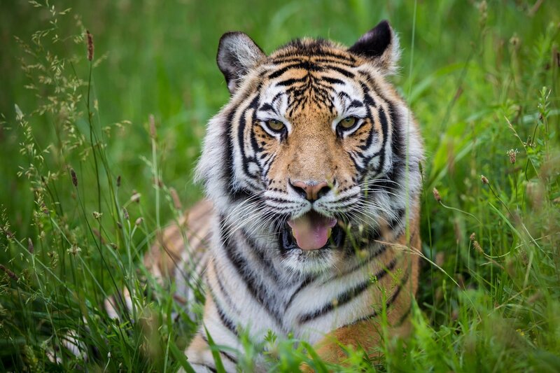 Tiger in Grass — Green, Alert, Afternoon, Photograph, Tongue
