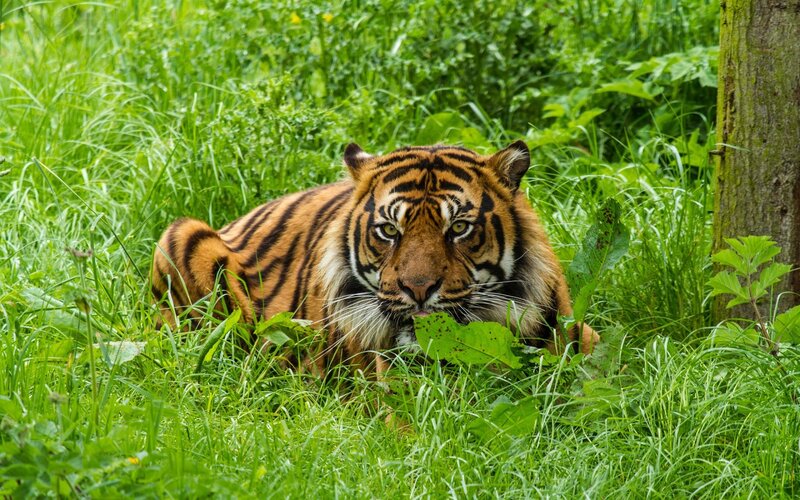 Tiger in Grass — Green, Alert, Afternoon, Photograph, Tree