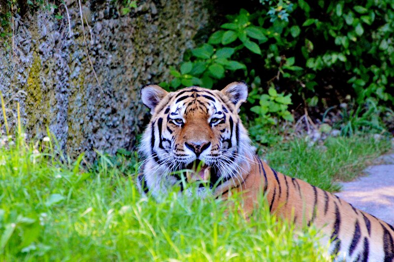 Tiger in Grass — Green, Alert, Afternoon, Photograph, Tree Trunk