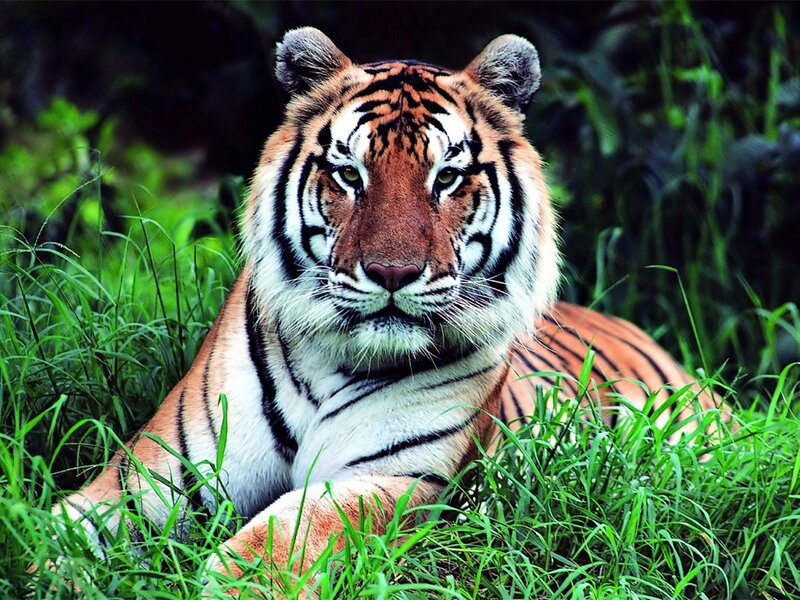 Tiger in Grass — Green, Alert, Afternoon