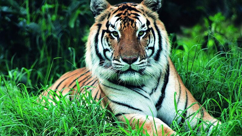 Tiger in Grass — Green, Alert, Photograph
