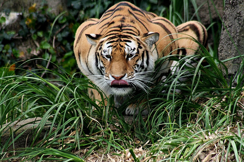 Tiger in Grass — Green, Alert, Photograph, Tree Trunk
