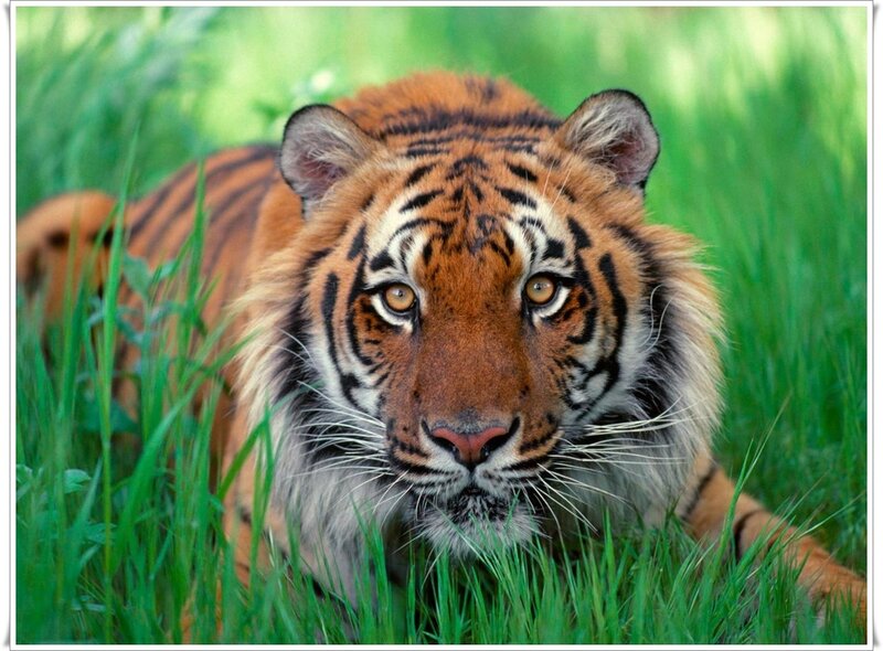 Tiger in Grass — Green, Alert