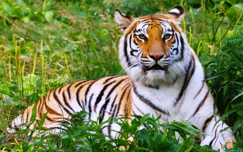 Tiger in Grass — Green, Calm, Afternoon, Photograph, Plants, Eyes