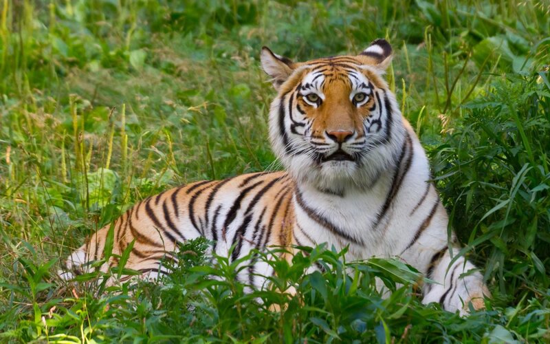 Tiger in Grass — Green, Calm, Afternoon, Photograph, Plants, Orange, White