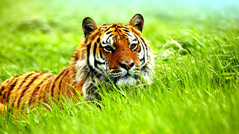 Tiger in Grass — Green, Calm, Afternoon