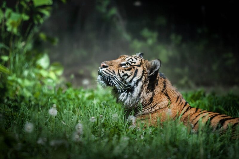Tiger in Grass — Green, Calm, Photograph
