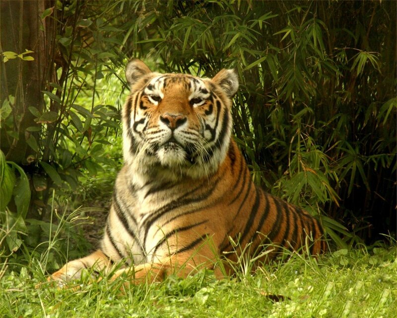 Tiger in Grass — Green, Calm