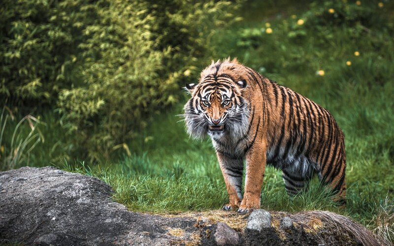 Tiger in Grass — Green, Intense, Afternoon, Photograph