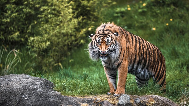 Tiger in Grass — Green, Intense, Afternoon