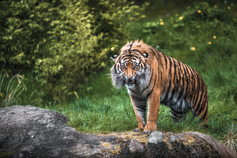 Tiger in Grass — Green, Intense, Photograph, Rock