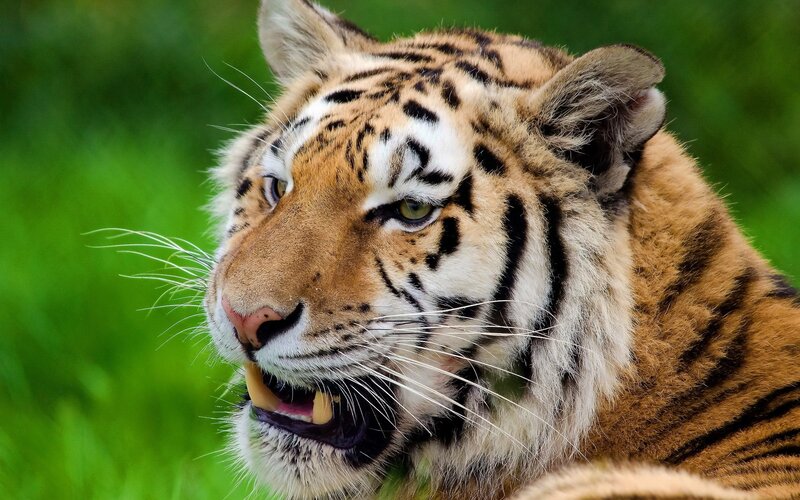 Tiger in Grass — Green, Intense, Photograph, Whiskers