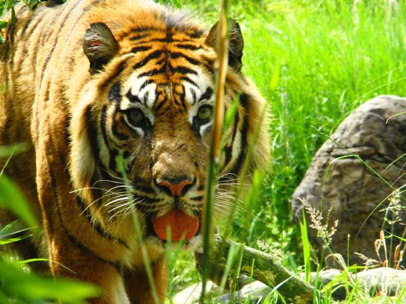 Tiger in Grass — Green, Natural, Afternoon