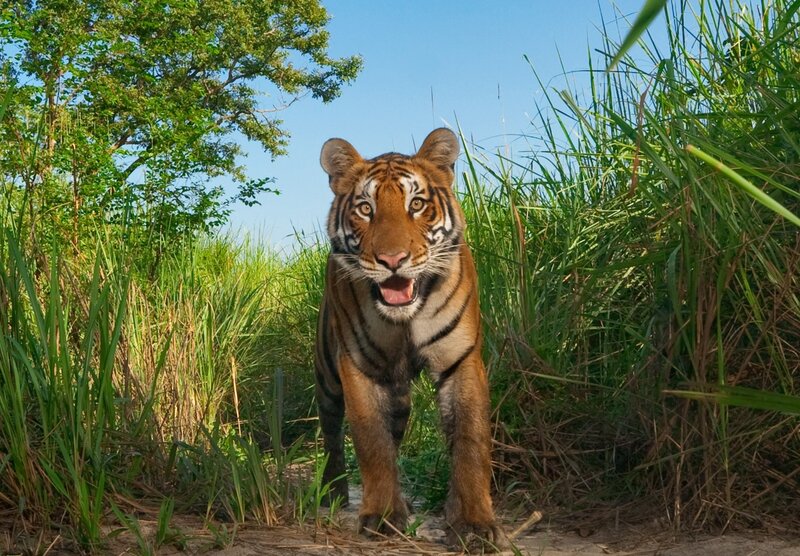 Tiger in Grass — Green, Natural