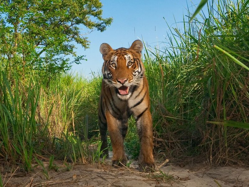 Tiger in Grass — Green