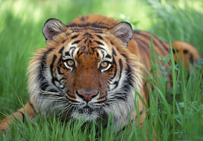 Tiger in Grass — Orange, Alert, Afternoon, Photograph, Eyes, Green