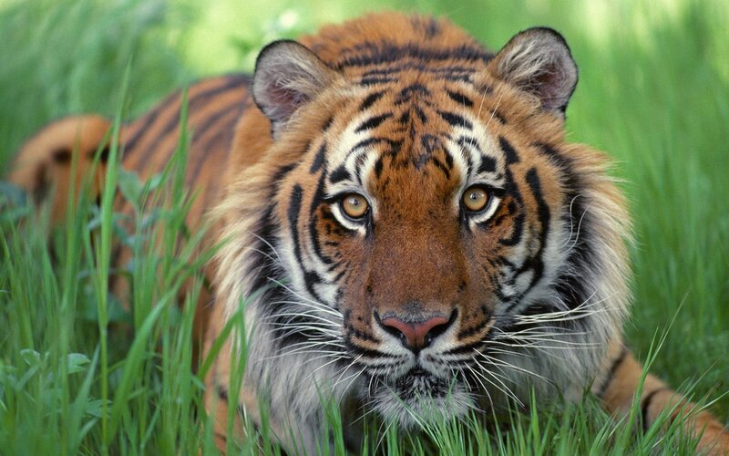 Tiger in Grass — Orange, Alert, Afternoon, Photograph, Eyes, Stripes
