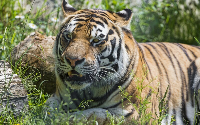 Tiger in Grass — Orange, Alert, Afternoon, Photograph, Log